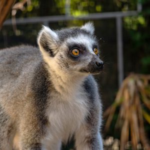 Animal Experience - Lemuri