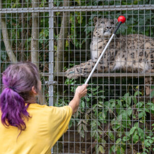 Animal Experience - Leopardo delle nevi (18+)