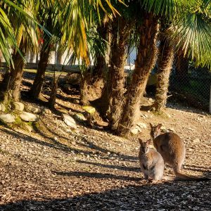 Animal Experience - Wallaby e testuggine