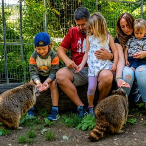Animal Experience - Procioni