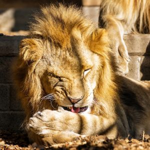 Animal Experience - Leoni (18+)