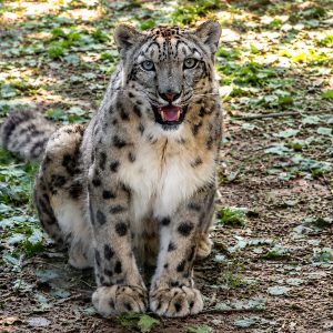 Animal Experience - Leopardo delle nevi (18+)