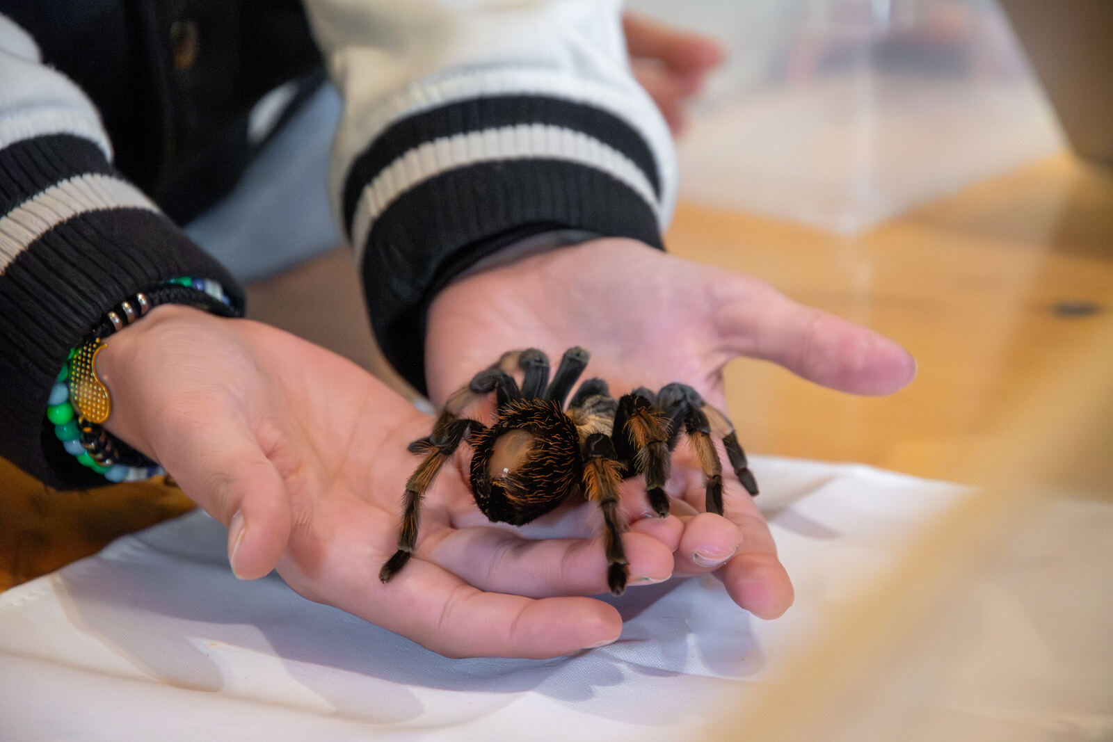 Una tarantola tenuta sul palmo della mano